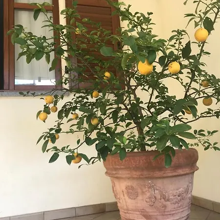 La Casa Del Melograno